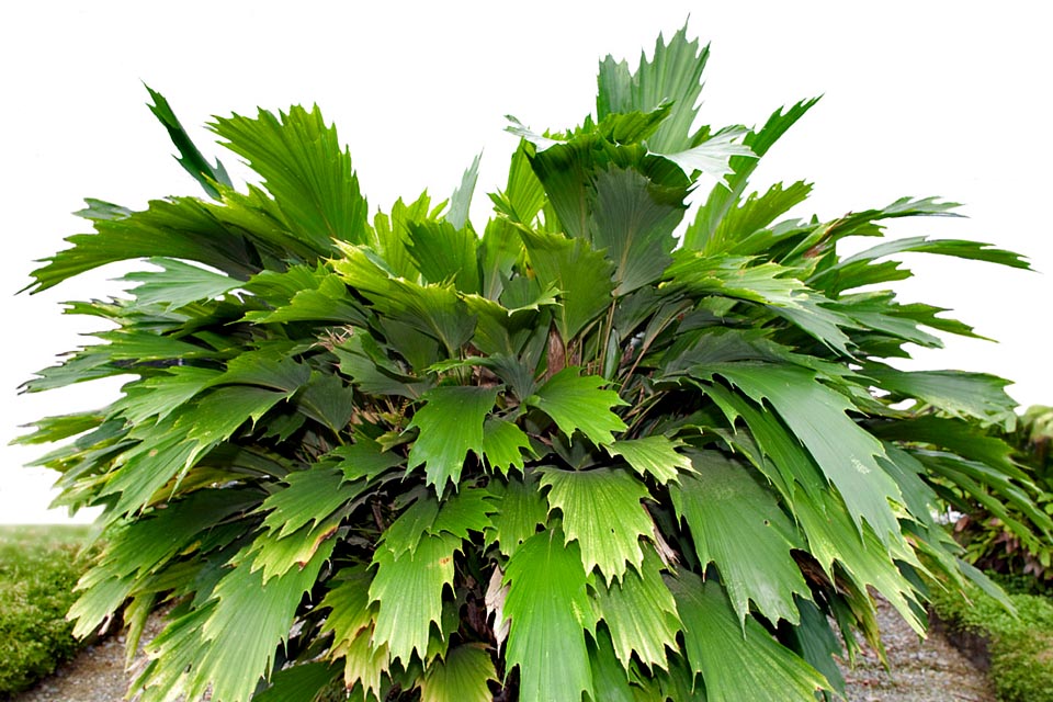 Originaria del Sudeste Asiático, la Arenga hookeriana es una especie arbustiva, monocárpica, con hojas enteras y dentadas muy decorativas © Giuseppe Mazza