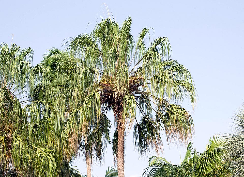 En Queensland, la Livistona decora alcanza los 20 m de altura, con un tallo de 25-30 cm de ancho, caracterizado por las marcas poco separadas de las cicatrices foliares © Giuseppe Mazza