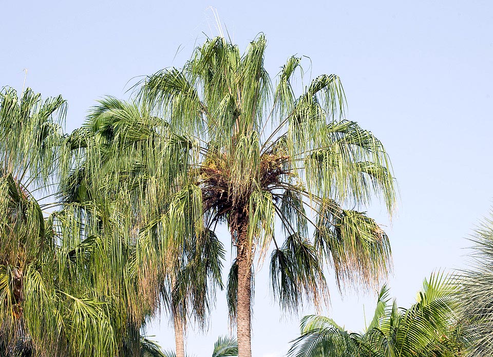 In Queensland the Livistona decora can be 20 m tall, with a 25-30 cm stem, characterized by the close horizontal traces of the foliar scares © Giuseppe Mazza