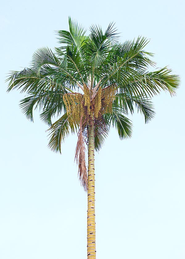 Pigafetta filaris dépasse les 30 m avec des feuilles de 6 m. Cultivable uniquement sous les tropiques © Giuseppe Mazza