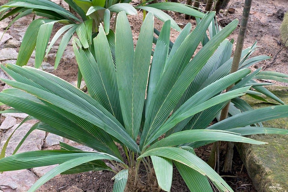Sommieria leucophylla is a very elegant palm, of modest size, native to New Guinea. Little cultivated but with good horticultural future © Giuseppe Mazza