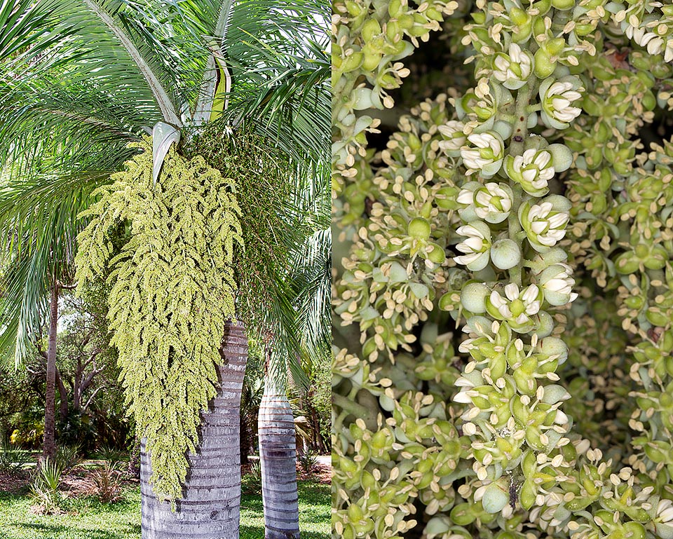 Inflorescence pendante et détail. Elle atteint presque 2 m de long. Fleurs hermaphrodites sauf à l'extrémité des branches florifères où seules se trouvent des fleurs mâles © Giuseppe Mazza