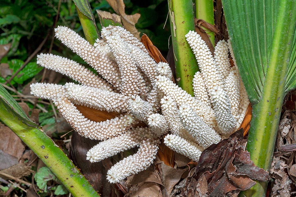 Johannesteijsmannia lanceolata, Arecaceae