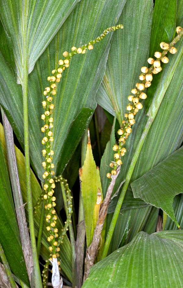 The male and female about 50 cm long inflorescences, grow on the same plant © Giuseppe Mazza