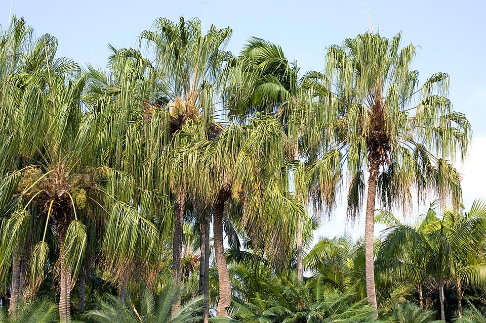 Aislada o en grupos e hileras, es una de las Livistona más ornamentales por la característica corona de hojas finamente subdivididas y colgantes © Giuseppe Mazza