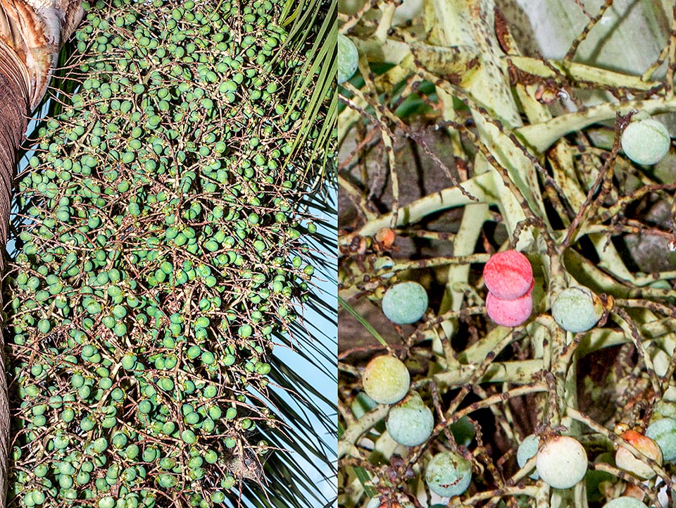 The fruits, of 2-4 cm of diameter, are initially green and then red when ripe. From the stem lymph they get an alcoholic drink that almost led the species to the extinction © Giuseppe Mazza