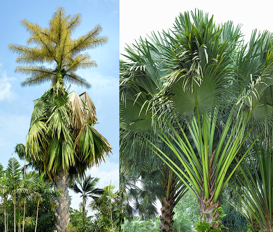 Les feuilles sont ascendantes, d’environ 3 m de large avec des pétioles jusqu’à 6 m de long. La floraison se produit une seule fois lorsque la plante a entre 40 et 60 ans © Giuseppe Mazza