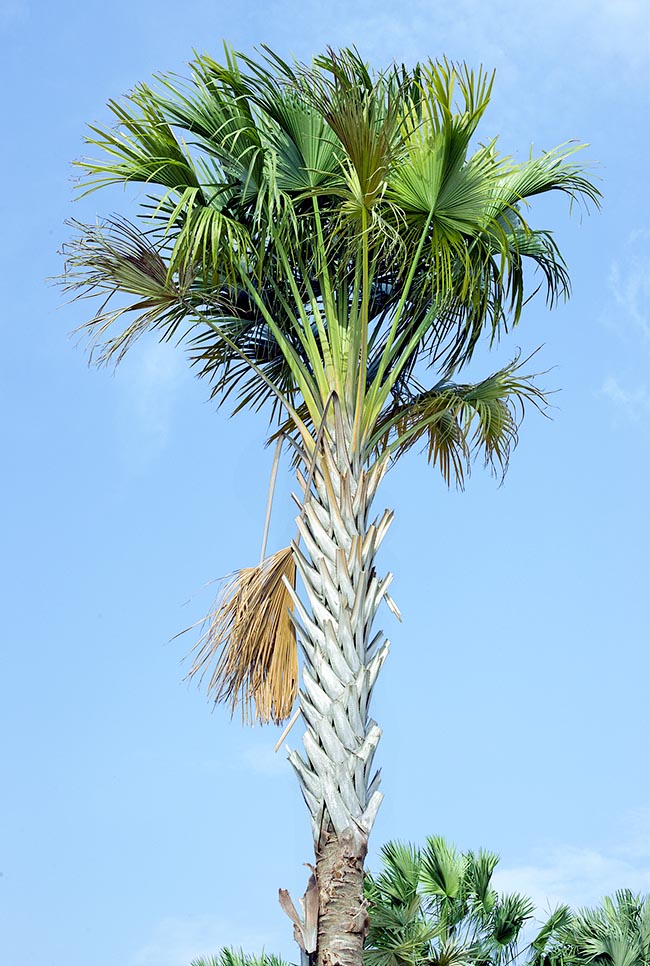 La Corypha utan es una plamera espectacular para los jardines del trópico © Giuseppe Mazza