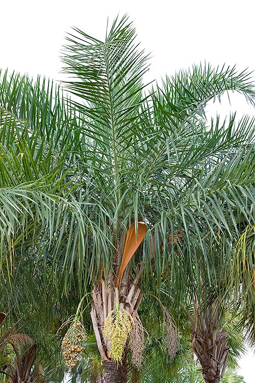 Haute jusqu'à 12 m la Syagrus orinocensis est un palmier ornemental des tropiques © Giuseppe Mazza
