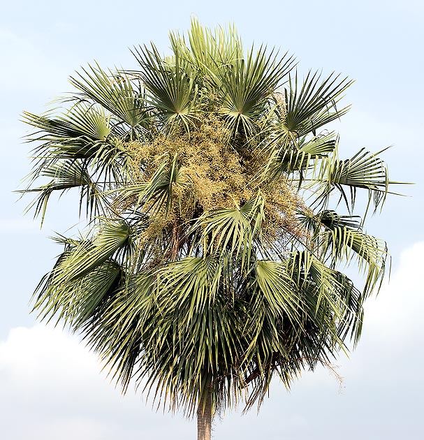 Palmier beau et utile. Une cire très prisée est obtenue des feuilles de Copernicia prunifera © G. Mazza