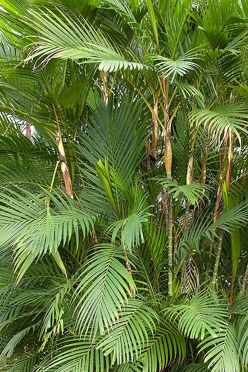 Pinanga adangensis, palmier cespiteux de la Malaisie péninsulaire et de la Thaïlande, atteignant 4 m de haut, est très décoratif, même dans les maisons © Giuseppe Mazza