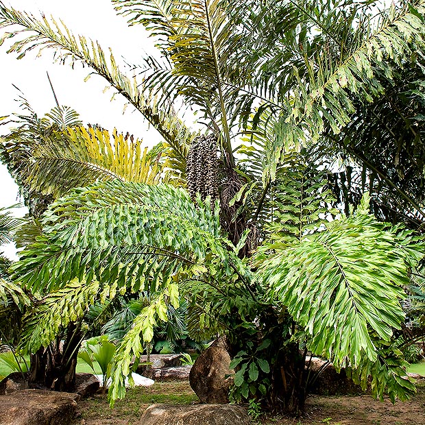 Tallos de 3-5 m y largas hojas de 3 m. La Arenga undulatifolia es una palmera tropical muy decorativa © Giuseppe Mazza