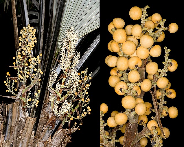 Detalle de la inflorescencia femenina y de los frutos. La página inferior de las hojas es plateada © G. Mazza