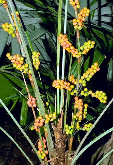 The about 15 mm fruits are carried by compound inflorescences © G. Mazza