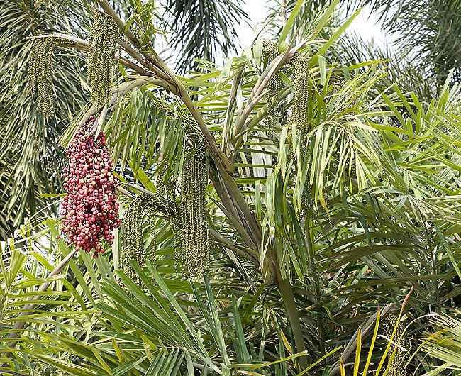The Arenga microcarpa is a 7 m palm, very ornamental, for the tropical gardens © Giuseppe Mazza