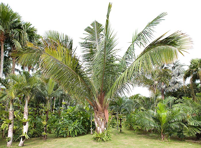 La Attalea cohune alcanza los 15 m con hojas largas hasta 9 m. El aceite sirve para la margarina© Giuseppe Mazza