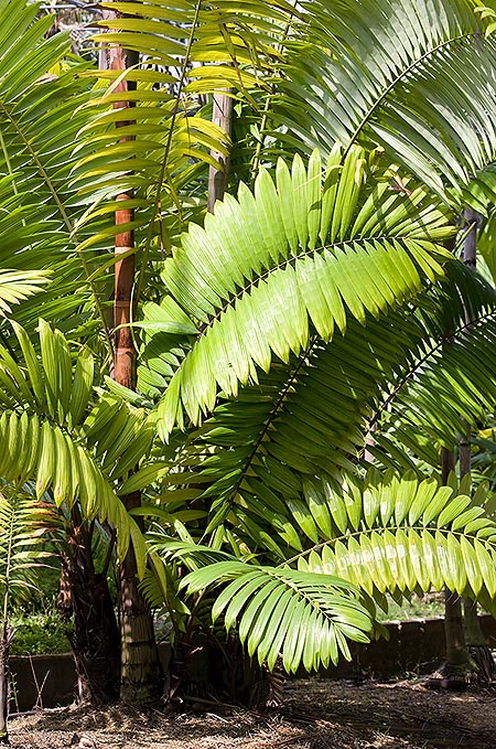La Oenocarpus mapora tiene elegantes hojas de 3 m con 80 pínnulas © G.Mazza