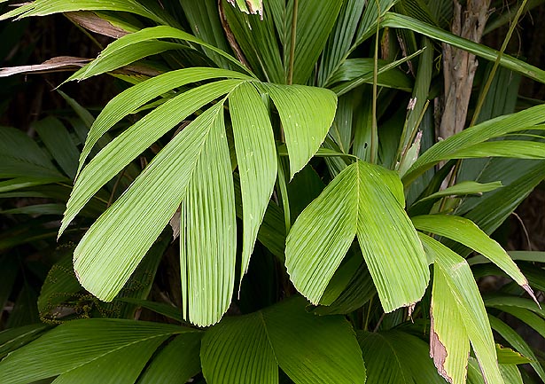 Iguanura wallichiana est un palmier cespiteux tropical de 3 m de haut avec des feuilles décoratives © Giuseppe Mazza