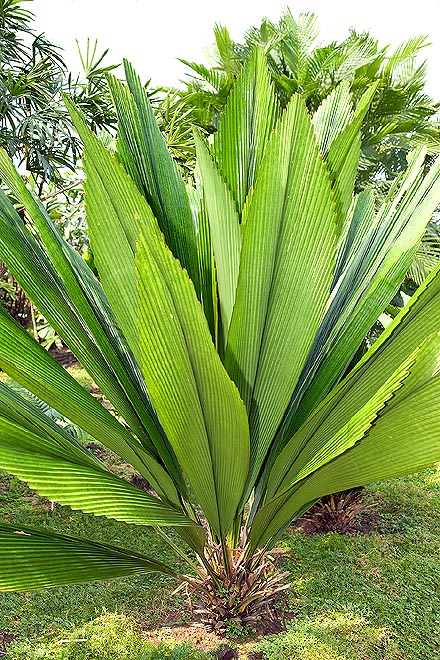 The Johannesteijsmannia lanceolata is very close to extinction © G. Mazza