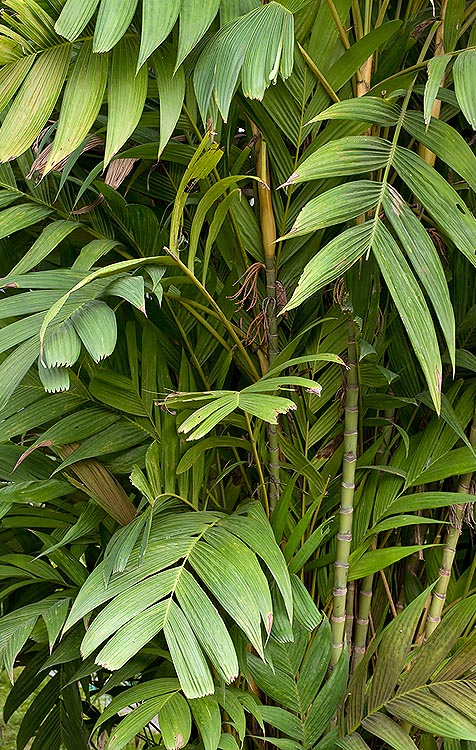 The Pinanga coronata is a tropical caespitose palm with 2-3 m stems © G. Mazza