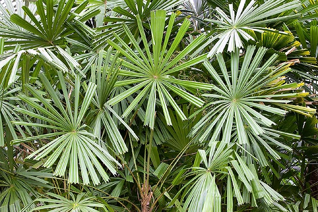 La Licuala peltata var. peltata tiene hojas profundamente divididas. En la sumawonggi son enteras © Mazza