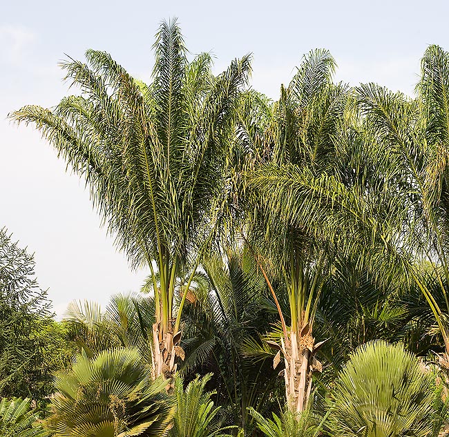 Poco cultivada en los trópicos, la Attalea insignis proviene de la foresta pluvial amazónica © Giuseppe Mazza