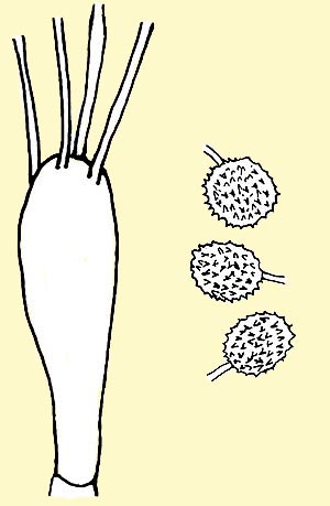 Calvatia excipuliformis: basidio e spore © P. Angeli