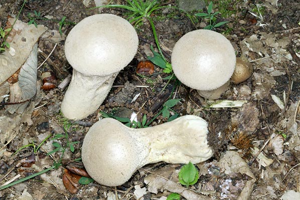 La Calvatia excipuliformis è commestibile da giovane, finché la gleba è bianca © Giuseppe Mazza