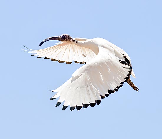 The Threskiornis aethiopicus reach the 90 cm, with a 110-125 cm wingspan © Giuseppe Mazza