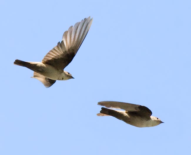 A just taken off from the roof pair of Crag martin (Ptyonoprogne rupestris) © Giuseppe Mazza