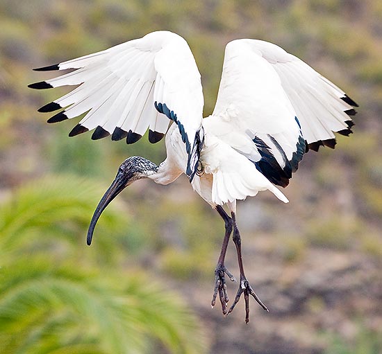 Un giovane ibis sacro atterra quasi danzando. Ma si nutrono di carogne e sono predatori © Mazza