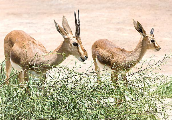 Gazella cuvieri, Bovidae, Atlas gazelle