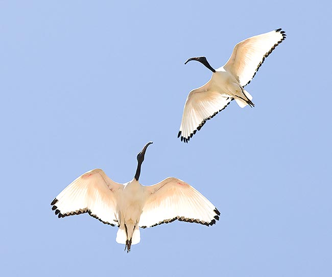 Un couple adulte en vol. En période de reproduction ils montrent des taches de peau nue sous les ailes © G. Mazza