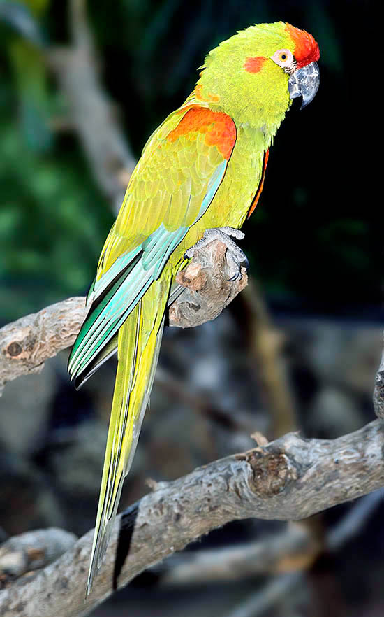 Ara rubrogenys, Psittacidae, guacamayo de Cochabamba, guacamayo frentirrojo, paraba frente roja