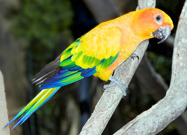 Aratinga solstitialis, Sun parakeet, Psittacidae