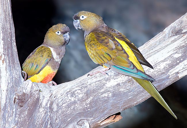 Cyanoliseus patagonius, Conure de Patagonie, Psittacidae