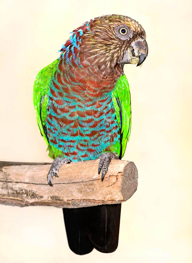 Deroptyus accipitrinus fuscifrons, Red-fan parrot, Psittacidae