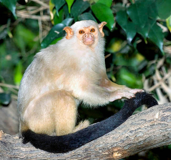 Mico argentatus, Callitrichidae, silvery marmoset Mico argentatus, Callitrichidae, silvery marmoset