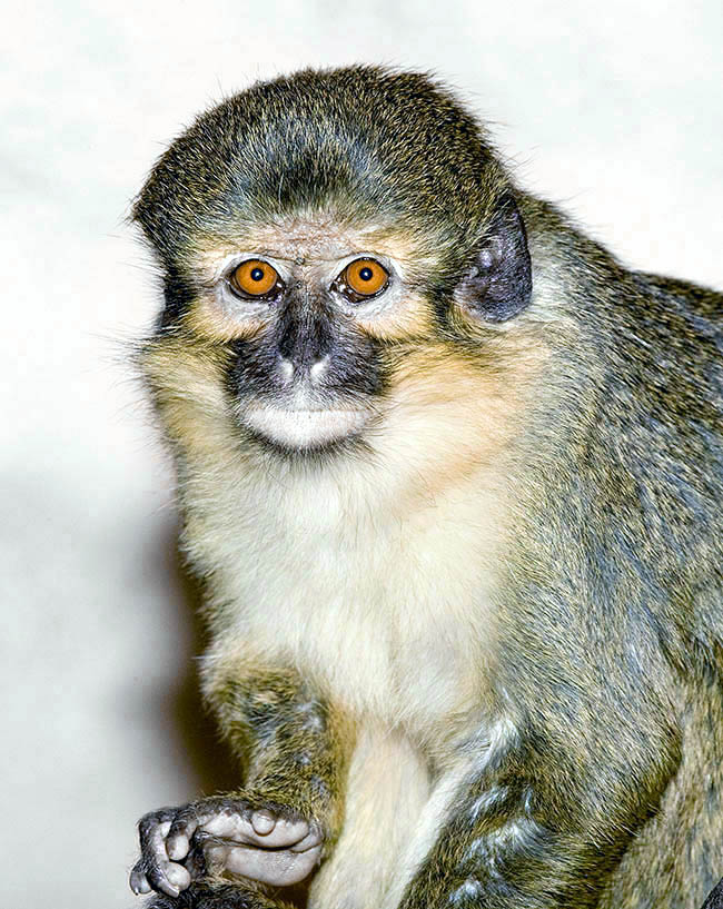 Miopithecus ogouensis, Cercopithecidae, Gabon talapoin