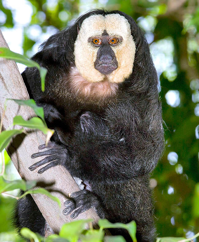 Pithecia pithecia, Pitheciidae, white-faced saki, Guianan saki, golden-faced saki