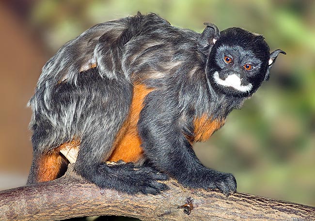Just 23-29 cm, but the tail, and 350-575 g. For these unarmed primates the only defence is the group alertness and the escape. It mainly eats fruits, but also insects and small vertebrates it finds among the branches © Mazza