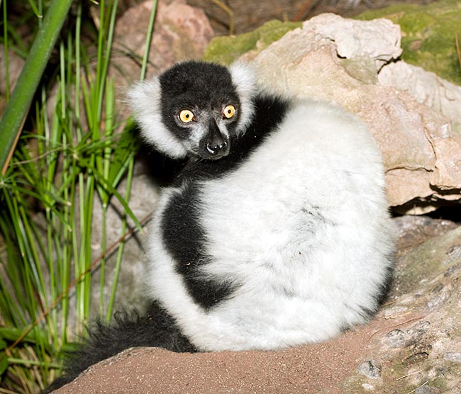With 50-60 cm of length plus as many of tail, it's a giant among lemurs, that may reach the 4,5 kg of weight in females. It eats, after the seasons, fruits, seeds, leaves, buds, resin and nectar
