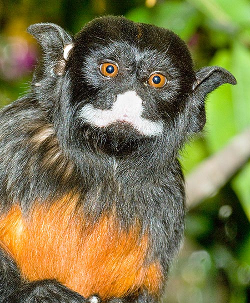 Saguinus labiatus est un singe sud-américain qui semble avoir mis le museau dans une boîte de peinture blanche. En fait, cette tache voyante et le ventre rouge, camouflent parfaitement l'animal parmi les contrastes ombre-lumière de la forêt © Giuseppe Mazza
