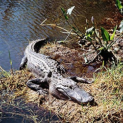 Alligator mississippiensis - Monaco Nature Encyclopedia