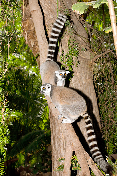 A differenza degli altri lemuri il Katta è attivo prevalentemente di giorno © Mazza