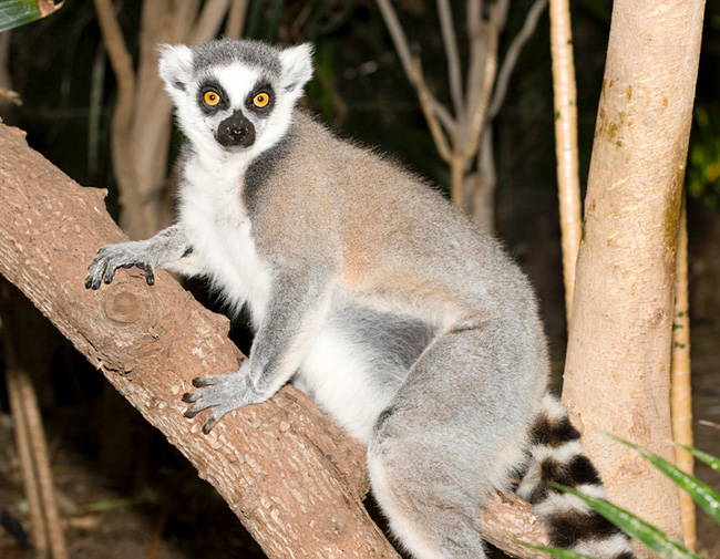 From this, due to the shining eyes and the appalling night screams, comes the name of lemur © Giuseppe Mazza