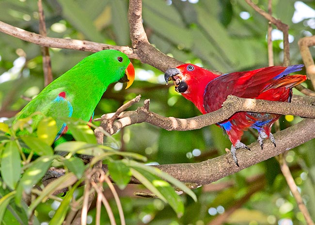The Eclectus society is therefore polyandric where wives are heard © Giuseppe Mazza