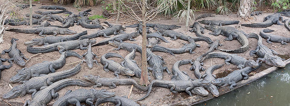 Gli alligatori si riproducono facilmente e non è certo una specie a rischio. La loro carne, gustosa, è commestibile e sono nati centri d’allevamento © Giuseppe Mazza