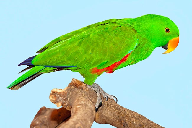 Eclectus roratus, Psittacidae, pappagallo Ecletto