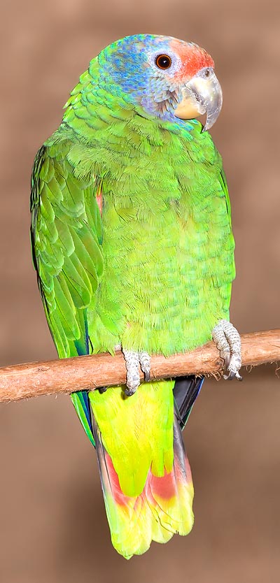 L'Amazona brasiliensis est très rare © Giuseppe Mazza